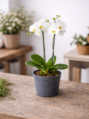 Orquídea Phalaenopsis